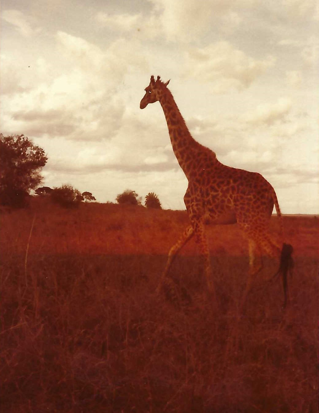 A giraffe walking through the grass in an open field.